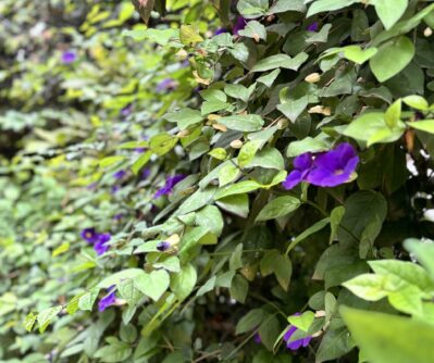 IMG_NATURE